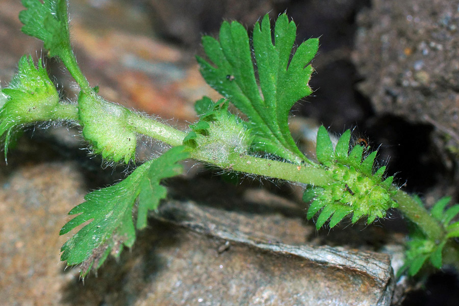 Aphanes floribunda / Ventaglina maggiore